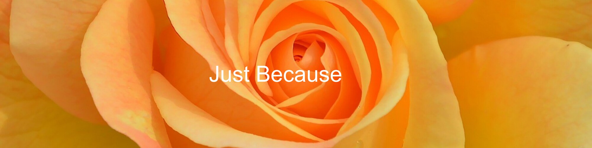 Just Because Flowers Delivery Indianapolis IN Steve's Flowers and Gifts